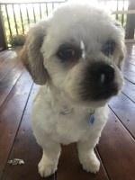 Emily Cobb - Lhasa Apso Stud