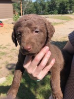 Kilbourn Chesapeakes Chesapeake Bay Retriever breeder