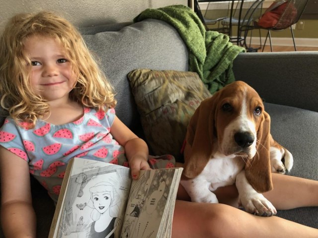 Basset Hound Haven