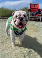 Robert - English Bulldog Stud