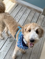 William R. - Goldendoodle Stud