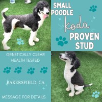 Amanda Gibson - Poodle Standard Stud