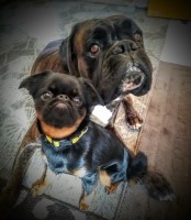 GN Canine Crew Brussels Griffon breeder