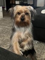 Megan Butler - Yorkshire Terrier Stud