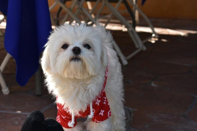 Maltese stud/breeding