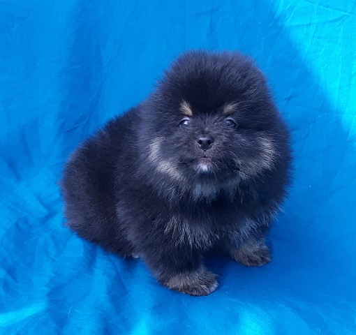 Pomeranian