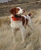 Jack Gabel - Brittany Stud