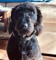 Kali - Labradoodle Stud