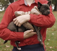 Sandra - Chihuahua Stud