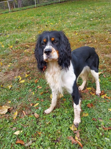 English Springer Spaniel Stud 30807