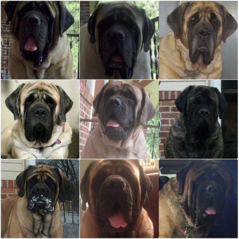 Devincourt Mastiffs