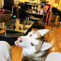 Joey - Siberian Husky Stud