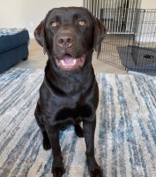 Nicole - Labrador Retriever Stud