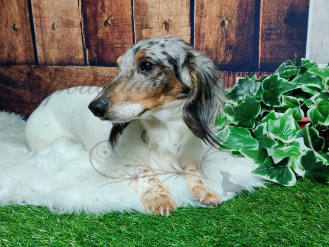 Danielle, Dachshund Stud in Jacksonville, Florida