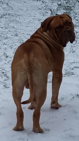 Dogue De Bordeaux Stud 27029