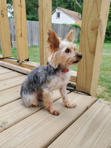 Yorkshire Terrier Stud 27683