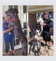 Dane Investment Sevices,LLC Great Dane breeder