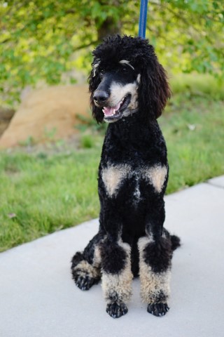 Poodle Standard Stud 28248