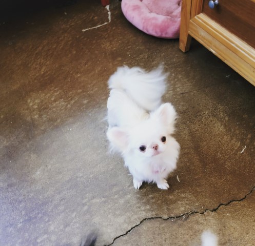 Royalty Tracks Yorkies