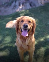 Sophia - Golden Retriever Stud