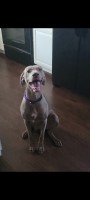 Raelene sames - Weimaraner Stud