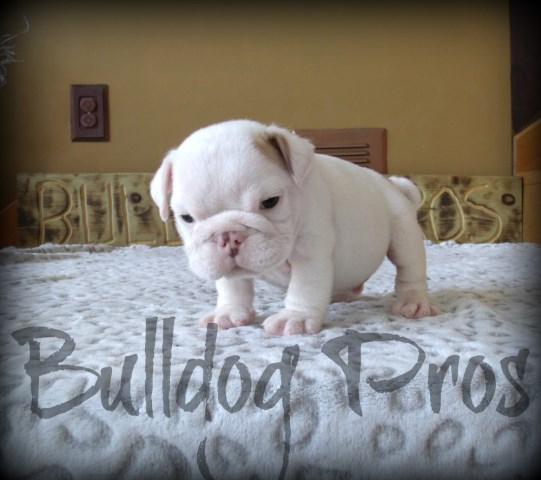 English Bulldog Breeder 23801