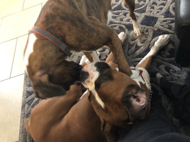 Wonderbred, Boxer Stud in Tampa, Florida