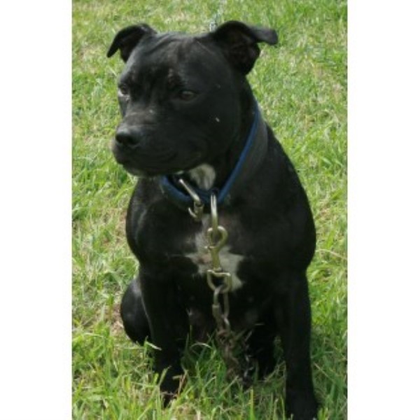 Staffordshire Bull Terrier Breeder 16270