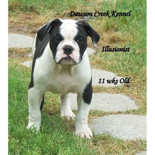 35+ Bulldog Breeders Arkansas Image Bleumoonproductions