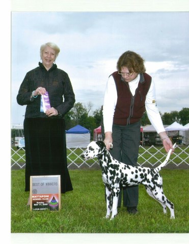 Dalmatian Breeder 21497