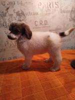 Omaha Poodles Poodle Standard breeder