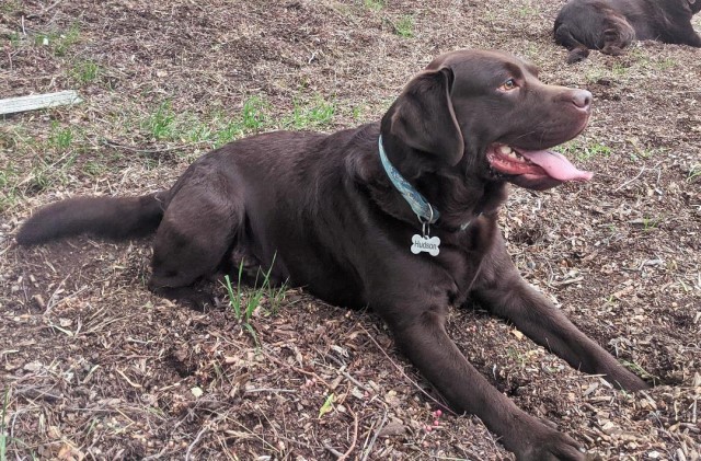 Labrador Retriever Stud 29177
