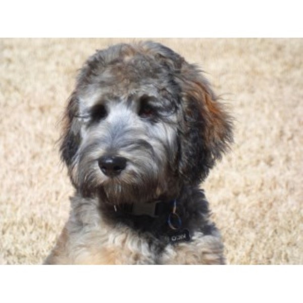 wirehaired pointing griffon puppies