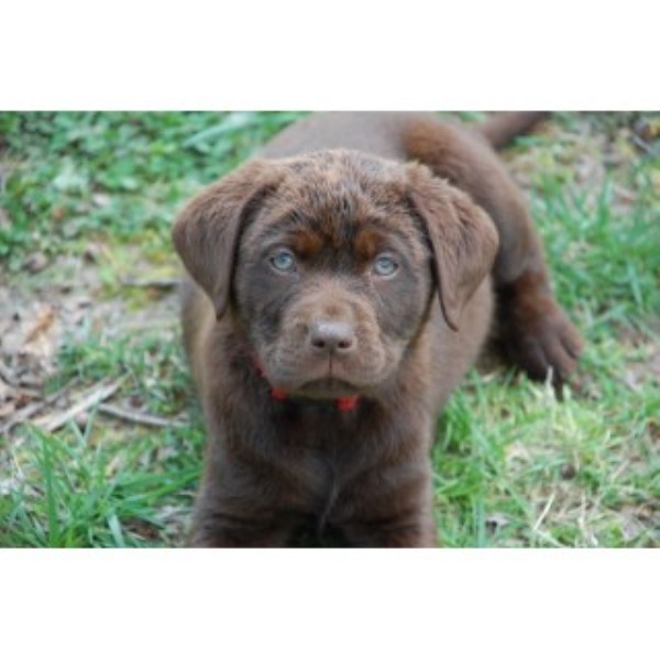 Labrador Retrievers of Marvin