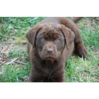 yorkie puppies for sale in salisbury md labrador retriever breeders in carolina freedoglistings page 1 yorkie puppies for sale in salisbury md labrador retriever breeders in carolina freedoglistings page 1