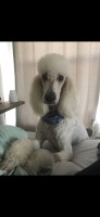 Michaela McDonald - Poodle Standard Stud