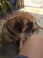 Darryl Blaylock - Mastiff Stud