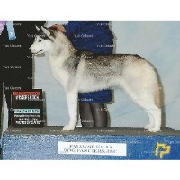 Yuki Ookami Siberian Husky breeder