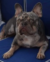 Kristy Campbell - French Bulldog Stud