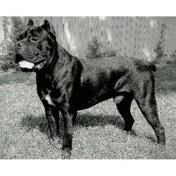 41 Top Images Cane Corso Breeders In Texas Little