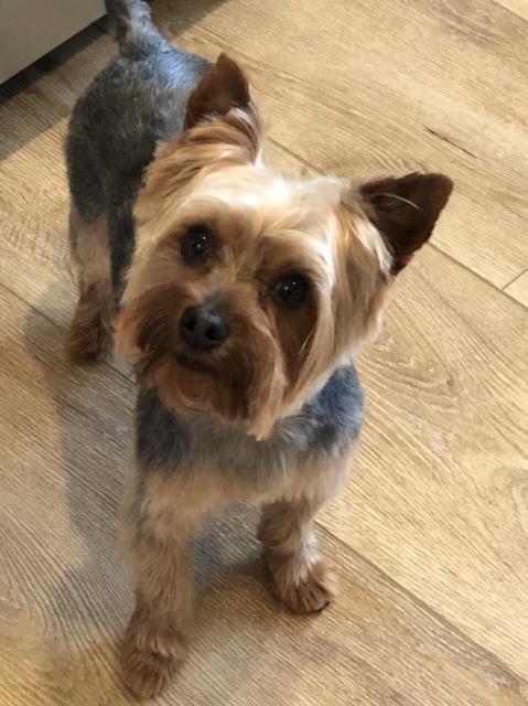 RUFFY AKC YORKIE