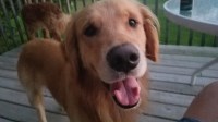 julie winters - Golden Retriever Stud