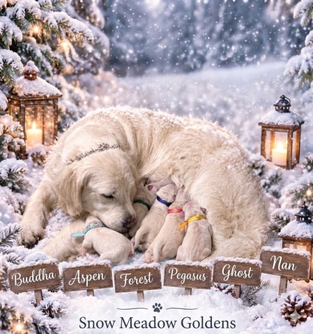 Golden Retriever Breeder 31986