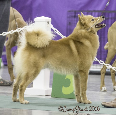 Finnish Spitz Breeder 24953