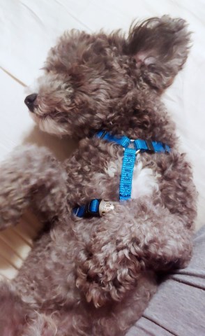 Poodle Toy Stud 26305