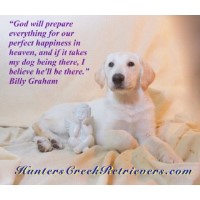 HuntersCreek Retrievers - Top Dog Training USA Labrador Retriever for breeder
