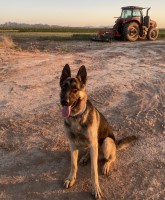 Luis - German Shepherd Dog Stud