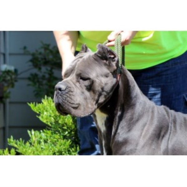 Redemption Cane Corso