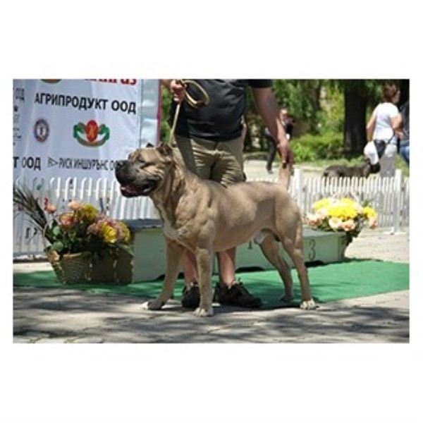Hierarchy Kennel Cane Corso Breeder In Atlanta Georgia