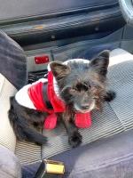 Talia Deanna - Yorkshire Terrier Stud